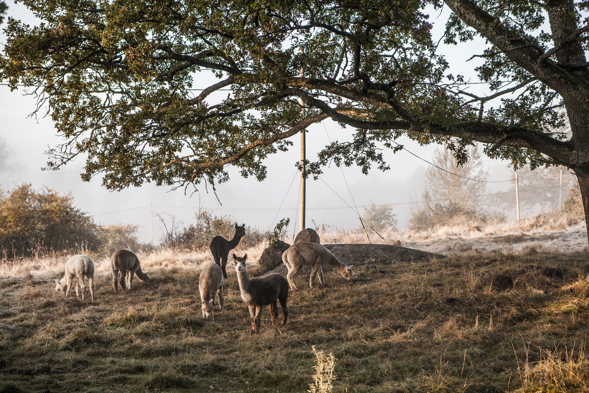østlige Stockholm Siggesta Gård Alpacas