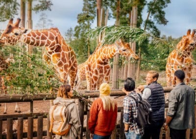 Vildmarkshotellet dyrepark Kolmården konference